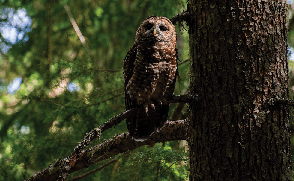Picture of a spotted owl